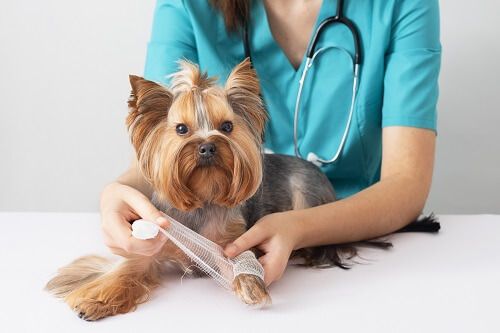 descarga-app-cita-veterinario